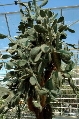 Opuntia_leucotricha